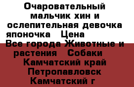 Очаровательный мальчик хин и ослепительная девочка японочка › Цена ­ 16 000 - Все города Животные и растения » Собаки   . Камчатский край,Петропавловск-Камчатский г.